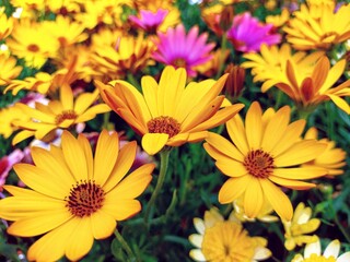 yellow flowers in the garden