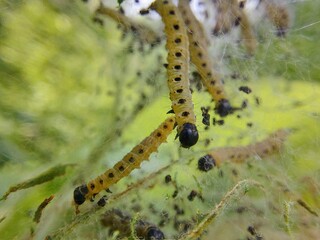 caterpillar on a branch