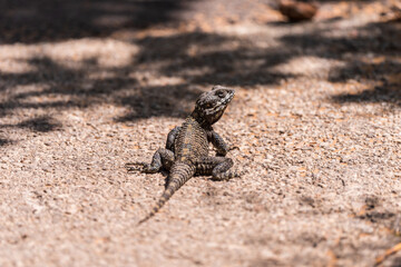 Lizard ( Stellagama stellio ) is basking on a stone on a warm spring day in the park.