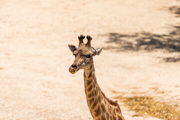 Obraz premium Giraffe head close up. Giraffe on a summer day in the park.
