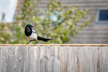 Wild bird eursain magpie, pica pica
