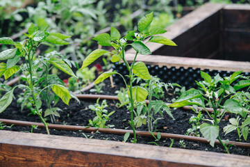 Pepper and tomatoes growing in a greenhouse in elevated garden beds, filled with good fertile soil.