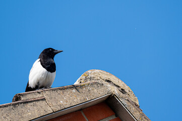 Wild bird eursain magpie, pica pica