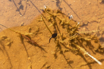 Small tadpoles swimming in shallow water.