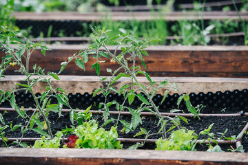 Tomatoes and lettuce growing in a greenhouse in elevated garden beds, filled with good fertile soil.