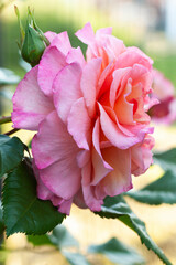 Close-up of a pink rose