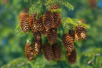 fir cones on tree branches against the blue sky, winter day