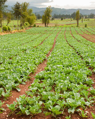 Large fields of lettuce. Cultivated in the open sky
