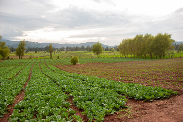 Fototapeta na wymiar Large fields of lettuce. Cultivated in the open sky