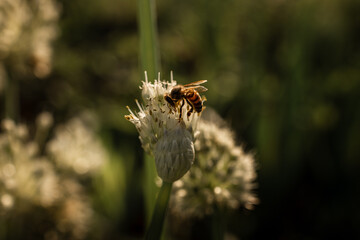 bee on a flower