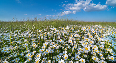 Beautiful white oxeye daisy flowers in green grass on meadow and blue sky. Leucanthemum vulgare. Closeup of delicate marguerites blooms in sunlit rural scenery. Wildflowers in idyllic tranquil nature.