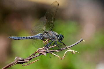 Orthetrum cancellatum