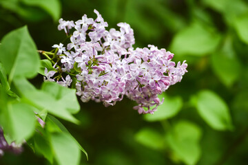 Blooming lilac flowers in spring. Blooming lilac flowers in spring.