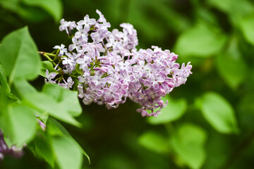 Fototapeta na wymiar Blooming lilac flowers in spring. Blooming lilac flowers in spring.