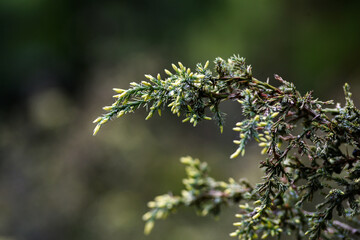 New tree shoots blooming in spring, green buds.