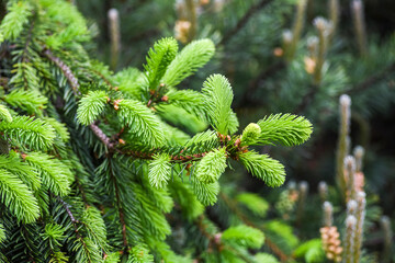 New tree shoots blooming in spring, green buds.