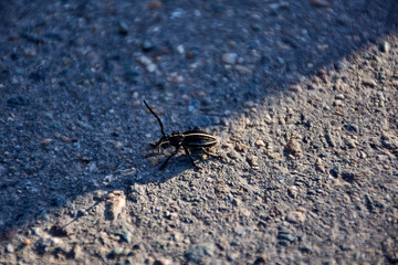 black beetle walking on wet ground