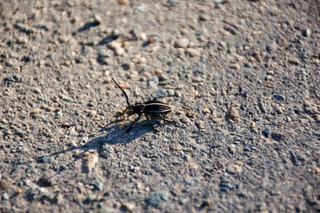 Red blooming tulips in the rays of sun light. Tulip garden in spring time.