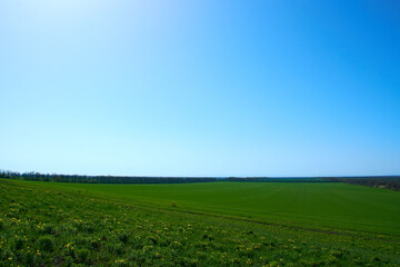 Fototapeta na wymiar Peaceful Grass Field and Clear Blue Sky image
