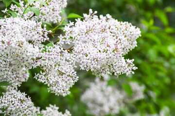 Blooming lilac flowers in spring. Blooming lilac flowers in spring.