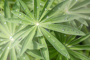 Natural flower background with raindrops on Lupine leaves