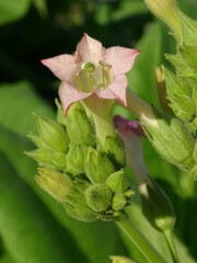 DETALLE DE LA FLOR DEL TABACO (NICOTIANA TABACUM). PLANTA CON CAPULLOS DE COLOR VERDE FLORECIENDO. FLOR ROSADA.