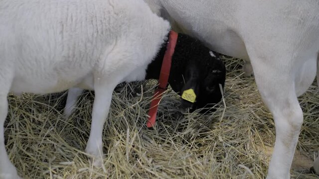 Portrait of cute little dorper lamb eating hay at agricultural animal exhibition, small cattle trade show. Farming, feeding, agriculture industry, livestock and animal husbandry concept