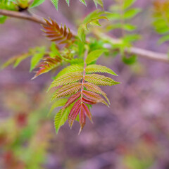 Red-green leaves of mountain ash on a branch.