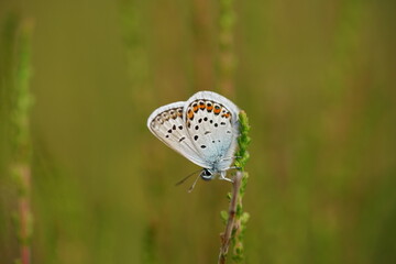Argus Bläuling oder Geißklee-Bläuling Schmetterling auf einem Gras Halm zur Sommerzeit