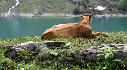 alpage...vaches
