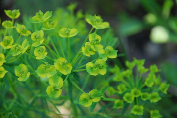 Euphorbia virgata is a family of Euphorbiases. It is also called the iron man, the rakitov potion perennial plant with numerous branched stems. The flowers are still green with two petals.