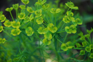 Euphorbia virgata is a family of Euphorbiases. It is also called the iron man, the rakitov potion perennial plant with numerous branched stems. The flowers are still green with two petals.