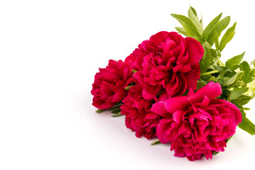 Obraz premium Peony flower closeup isolated on white background