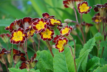 Yellow-red small flowers. Three bright, in the center of yellow at the edges of the burgundy primrose flowers. Some of the buds are open, some have not yet blossomed, green foliage is around.