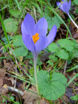 FLOR DE COLOR LILA Y ESTAMBRES ANARANJADOS. (COLCHICUM MONTANUM)