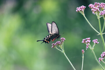 アレチハナガサにとまるジャコウアゲハ