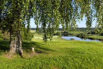 Birch tree on a hill on the river bank in summer, next to a bench for recreation. Russia, Pskov region. - obrazy, fototapety, plakaty
