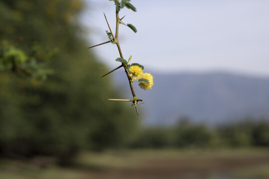 Closeup shot of flowers of Vachellia Nilotica, Acacia Nilotica, Babhul Tree, India
