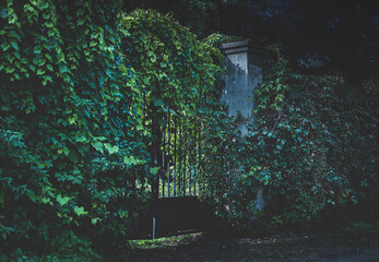 Old gate to the garden or park with climbing plant (vine) around - moonlight glow.