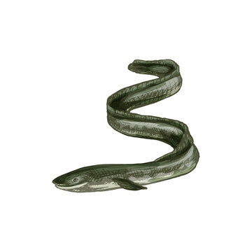 recommend clip art: Eel fish. Vector black engraving vintage illustrations.