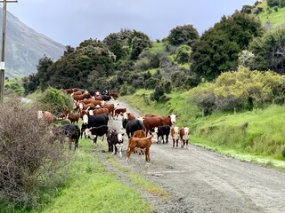 Cows blocking a path