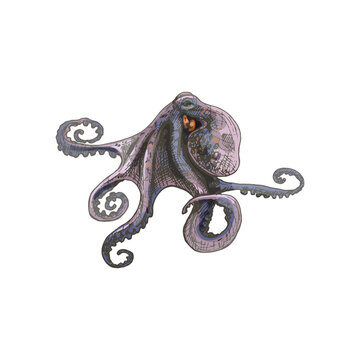 Octopus isolated on white background. Vintage hatching color illustration.