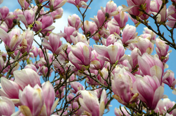 Blooming magnolia tree close up - 441055600