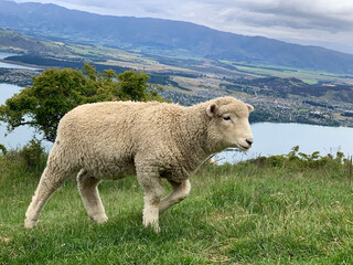 Sheep
