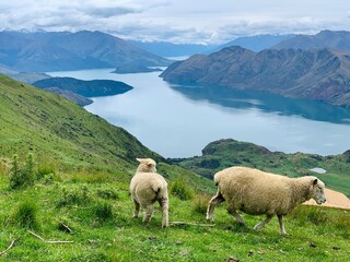 Sheep by the sea