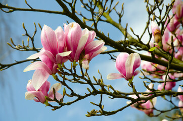 Blooming magnolia tree close up - 441055649