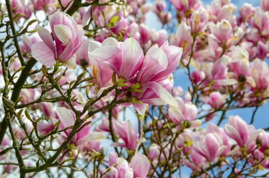 Blooming magnolia tree close up