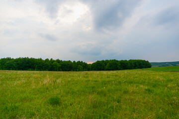 The landscape is like in the forests of the Moscow region.