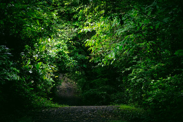 Path in the Panamanian rainforest