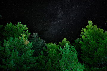 Green Trees with Black Stars Sky Background